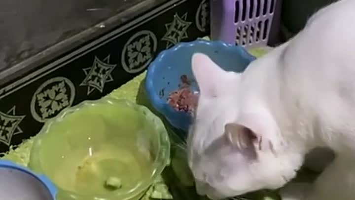 Кошка перешла на сбалансированное питание