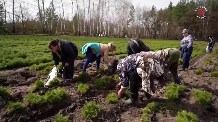 Липецк  Новости ТРК Липецкое время - Саженцы выкапывают