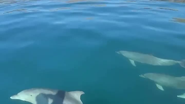 Видео от Крым Нежный 🐬