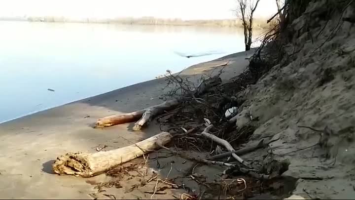 Заплыв бобра вдоль берега Оби 