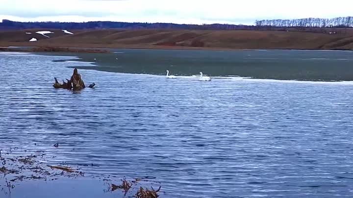 Лебеди в селе Калмашево Чишминского района
