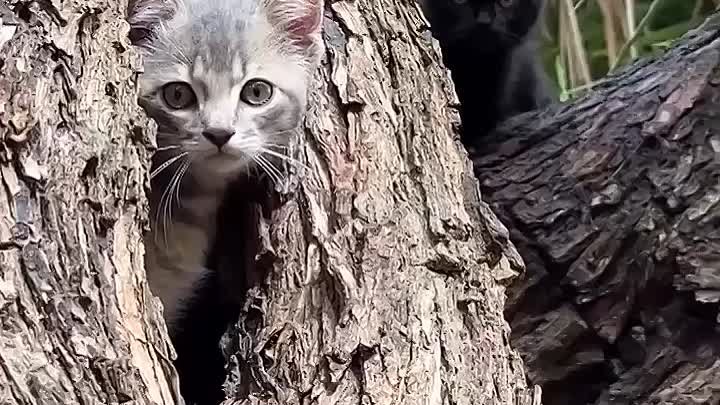 Доброе утро, котятки😻