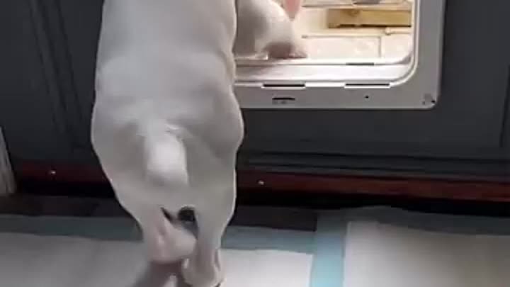Щенок учится пользоваться дверью для собак