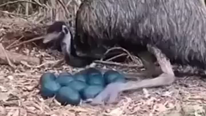 Самцы Эму высиживают яйца 8 недель