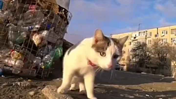 Доставка еды для уличных котиков