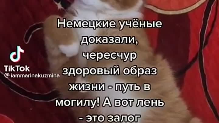       ЛЕНЬ 🐱