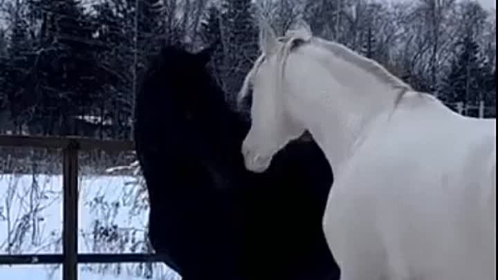 Провожаем зиму с красивыми лошадьми