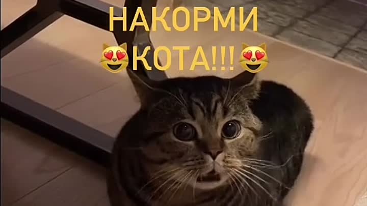 Вечно голодный кот😂