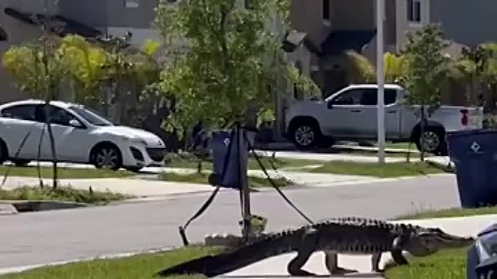По улицам ходила большая крокодила...
