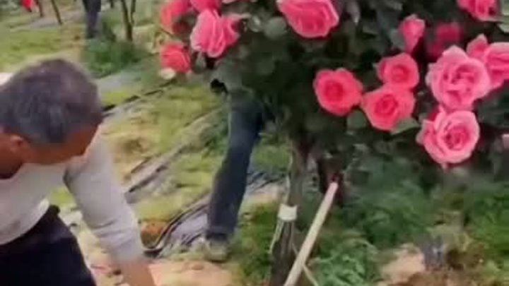 Достоинства штамбовых роз