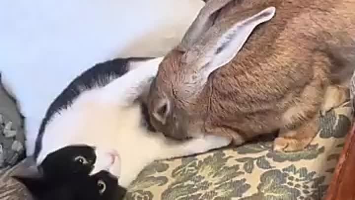 Добрые друзья: кролик и котёнок 🤍