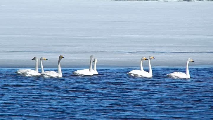 DSCN0735  Лебеди на озере