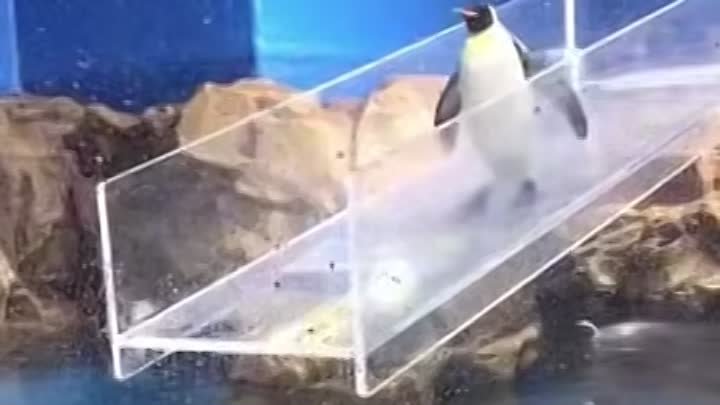 Пингвины такие величественные