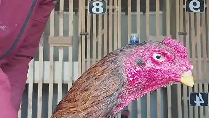 Петух 🐓 Таджикский 🇹🇯 порода на продаже мой вотсап+992004552655