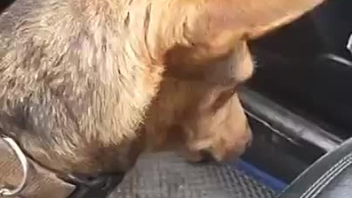 В Шушарах собака едва не погибла под колесами