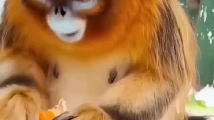 Обезьянка демонстрирует как правильно есть мандарин
