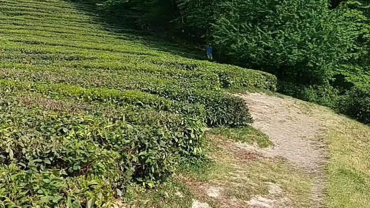 Чайная плантация в Хосте