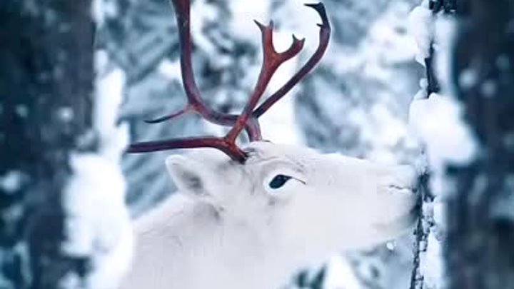 🦌 Белоснежных красавцев запечатлели в Ленинградском заповеднике