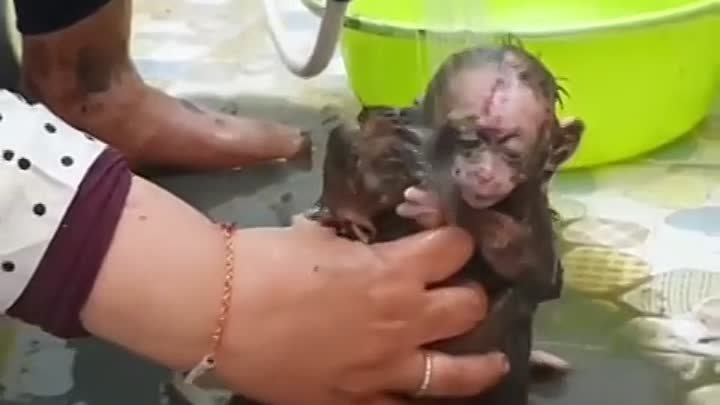 Волонтёры нашли и спасли двух маленьких обезьянок.