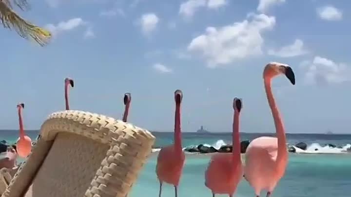 Пляж с фламинго