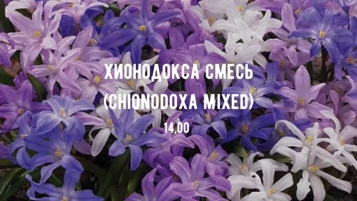 Хионодокса смесь (Chionodoxa Mixed)