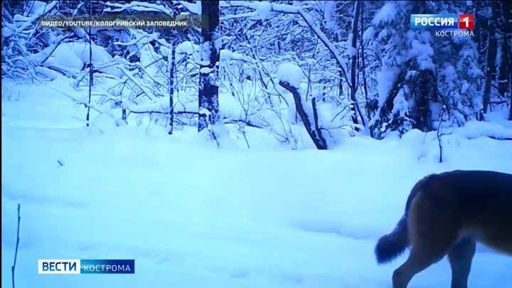 Стая волков в Кологривском лесу