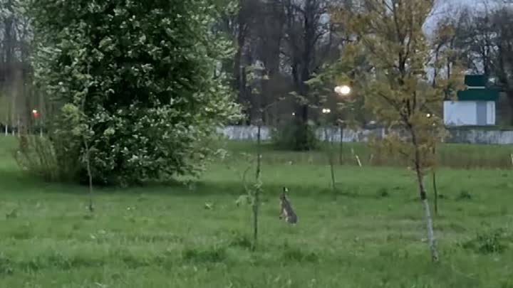 В парке Подниколье замечены мускулистые зайцы!!