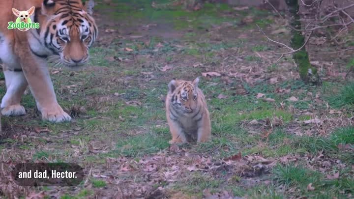 240505 Дебют амурских тигрят Кливлендского зоопарка