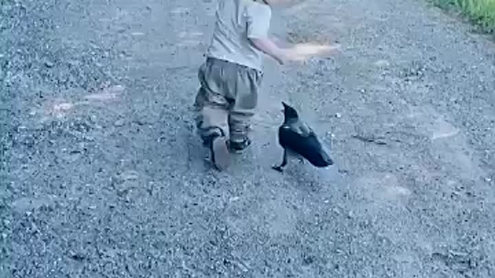 Мальчик подружился с вороной