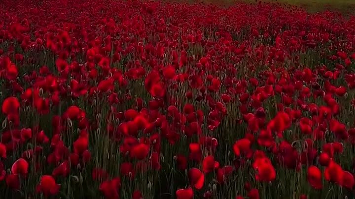 В Анапе зацвёл мак 🥀🥀🥀🥀🥀😍