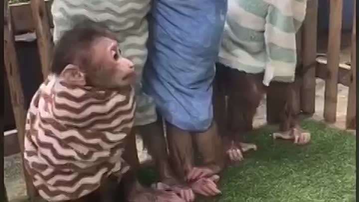 VID-🐒🐒🐒🐒