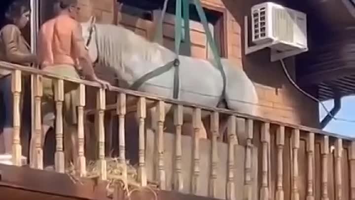 Конь на балконе
