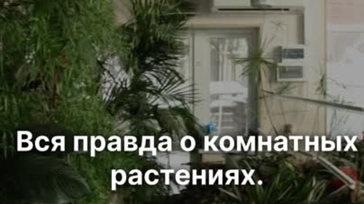 Правда ли, что комнатные растения очищают воздух в квартире? Расскаж ...