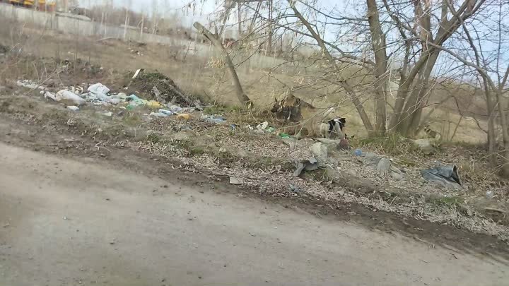 стая собак около дороги из Новосибирска в село Марусино