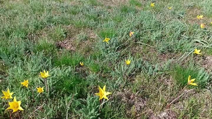 Калмыкия, первоцветы, 6 апреля 2024г. тюльпан Бибершейна 