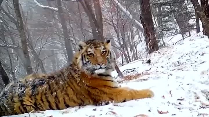В Приморье на камеру попала тигрица, призывающая своих котят 🐅