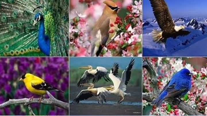 "Международный день птиц - 1 апреля"