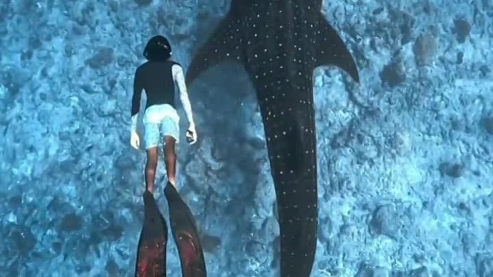 Детеныш китовой акулы и человек