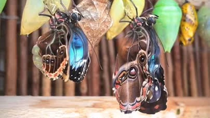 Бабочки - удивительно красивые создания.