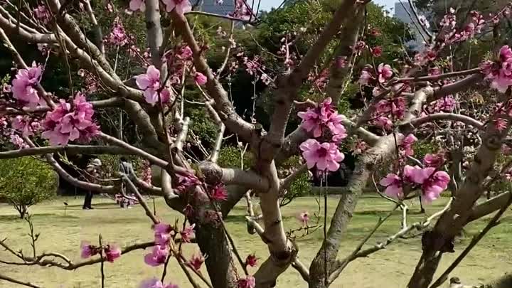 Где смотреть цветение сакуры в Токио?