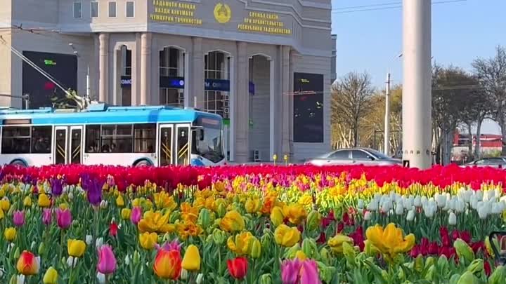 Тюльпаны в Душанбе 🌷