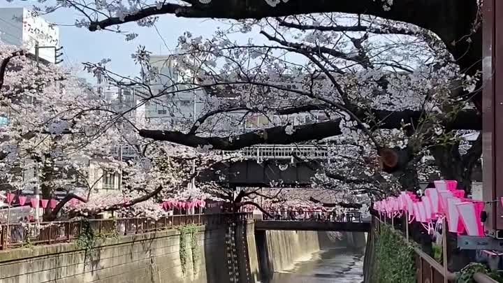 Самое красивое место для цветения сакуры в Токио