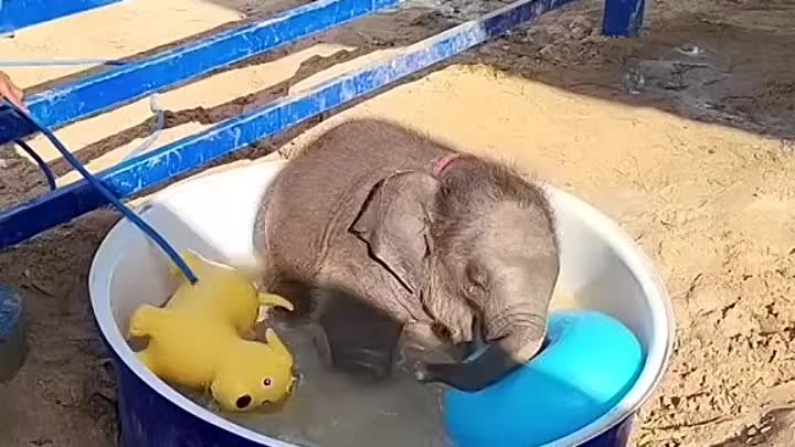 Купание малыша-слонёнка