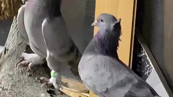 🐦🐦🐦