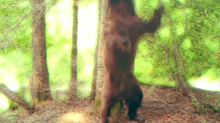 Уже видели танцующих медведей на Сахалине?
