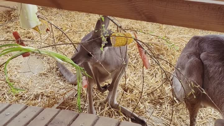 Переезд кенгуру в Большереченском зоопарке