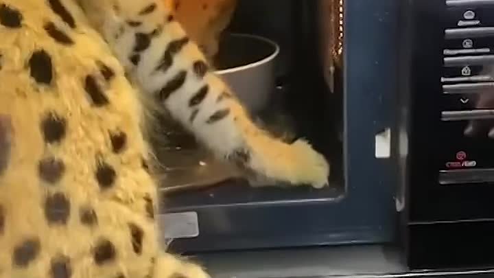 Самый голодный кот на свете))