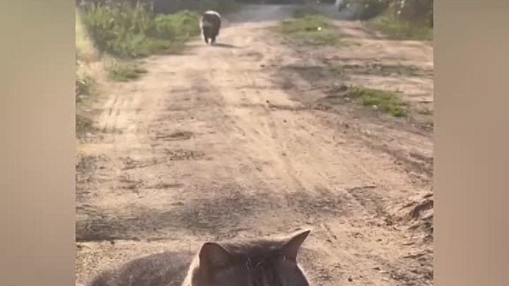 Сразу видно - местные 😎