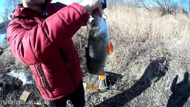 Rрупный окунь, рыбалка в Красноярске