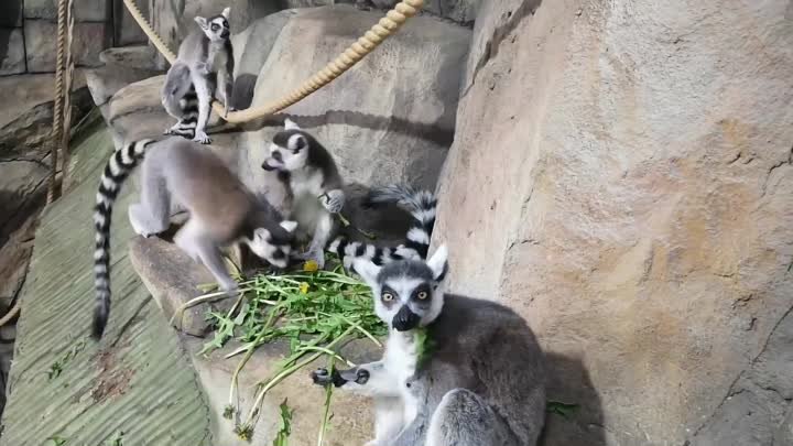 Тульский экзотариум - Благодаря цепким пальцам кошачьих лемуров, реп ...